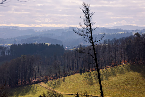 Kahler Baum über einem sonnenbeschienenen Hang und dunklen Waldflächen
