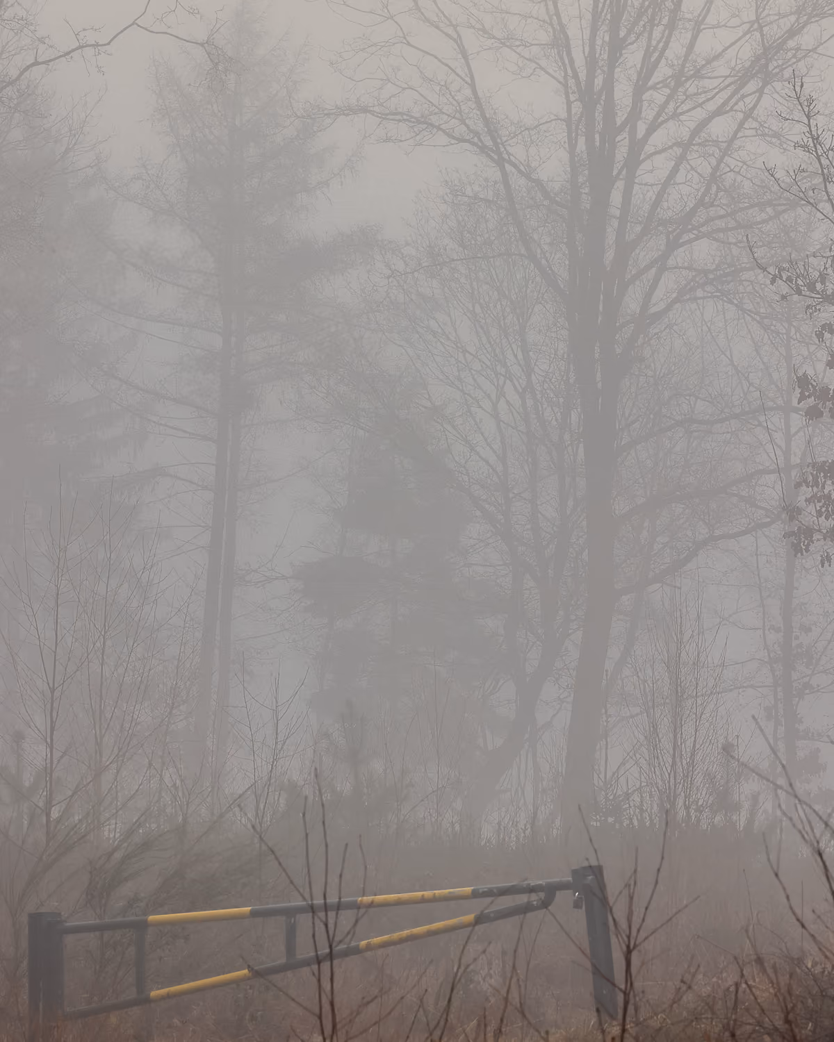 Nebel zwischen kahlen Bäumen über einer Schranke am Waldrand