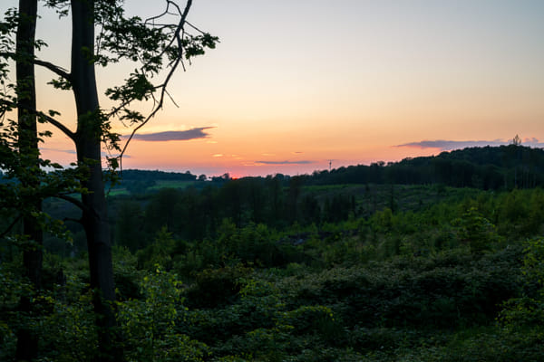 Dunkler Wald vor einem orangefarbenen Abendhimmel